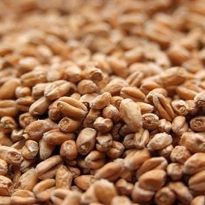 Picture of Weyermann® BIOLAND Pale Wheat Malt (biologique)