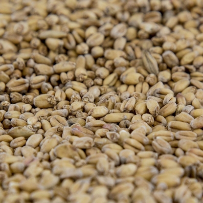 Picture of Gambrinus Organic Wheat Malt