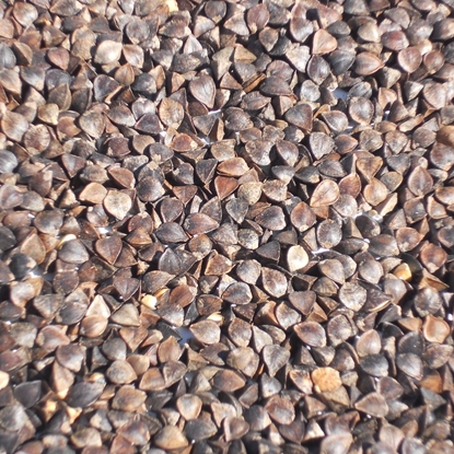 Picture of OIO Toasted Buckwheat 25 kg