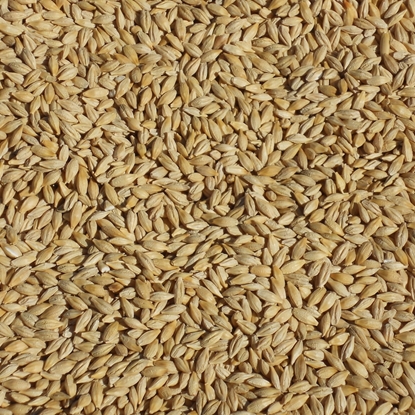 Picture of OIO Toasted Barley -25 kg