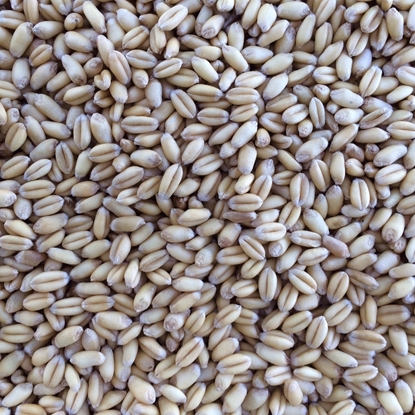 Picture of OiO Raw Wheat