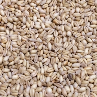 Picture of OIO Toasted Wheat Whole 25 kg