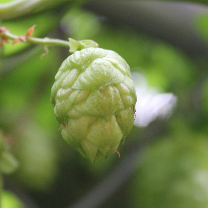 Picture of Czech Hops