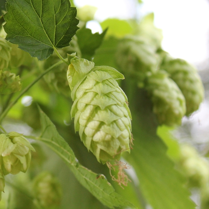 Picture of German Hops