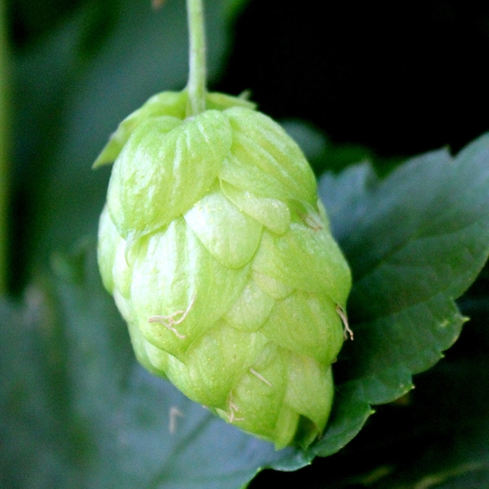 Picture of Slovenian Hops